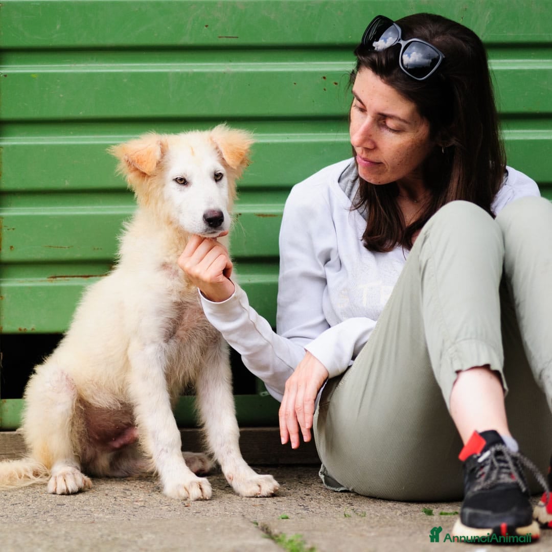 Meticcio cani in regalo: Juri, 4 mesi a Provincia di Bergamo - Immagine 3