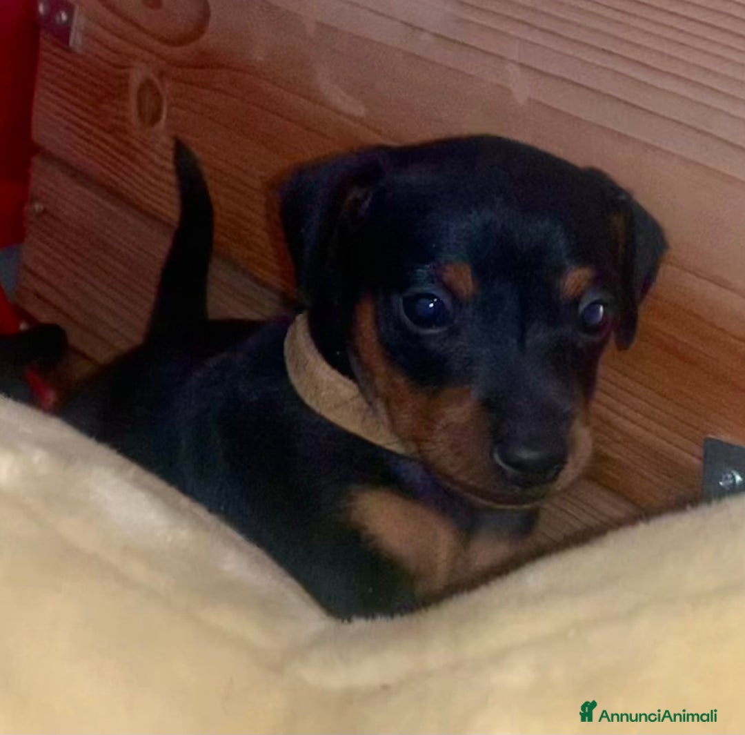 Pinscher Miniatura cani in vendita: Pinscher nano  - Annuncio 2