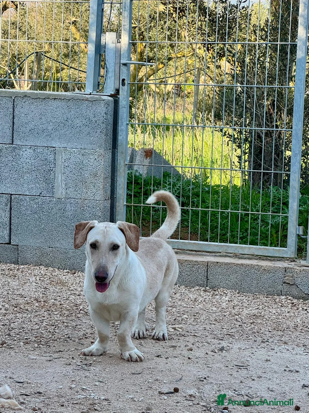 Altre razze cani in regalo: thelma e louise - Annuncio 3