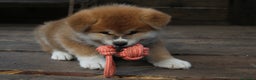 Akita Inu cani in vendita: Akita inu cucciolo - Annuncio 4