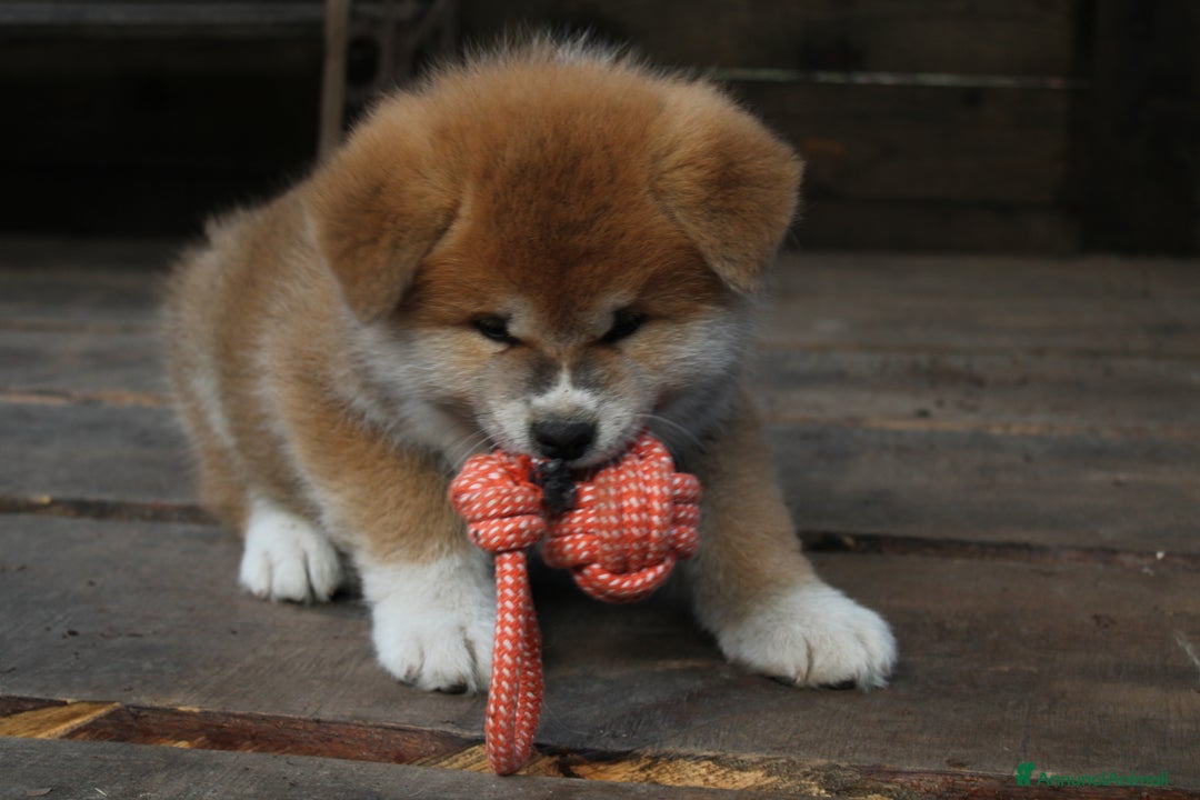 Akita Inu cani in vendita: Akita inu cucciolo - Annuncio 4