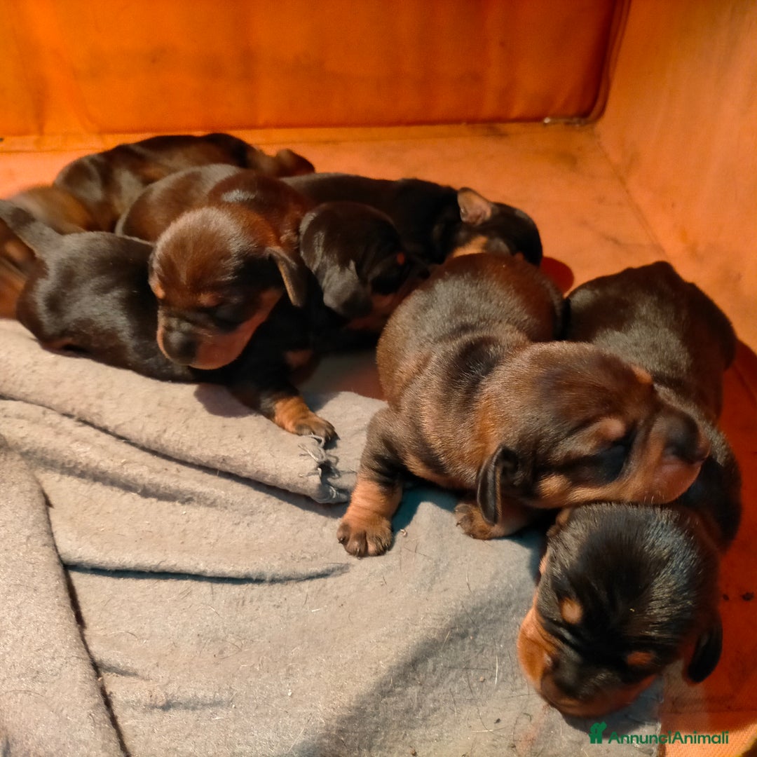 Bassotto cani in vendita: Bassotto tedesco a pelo duro  - Annuncio 3