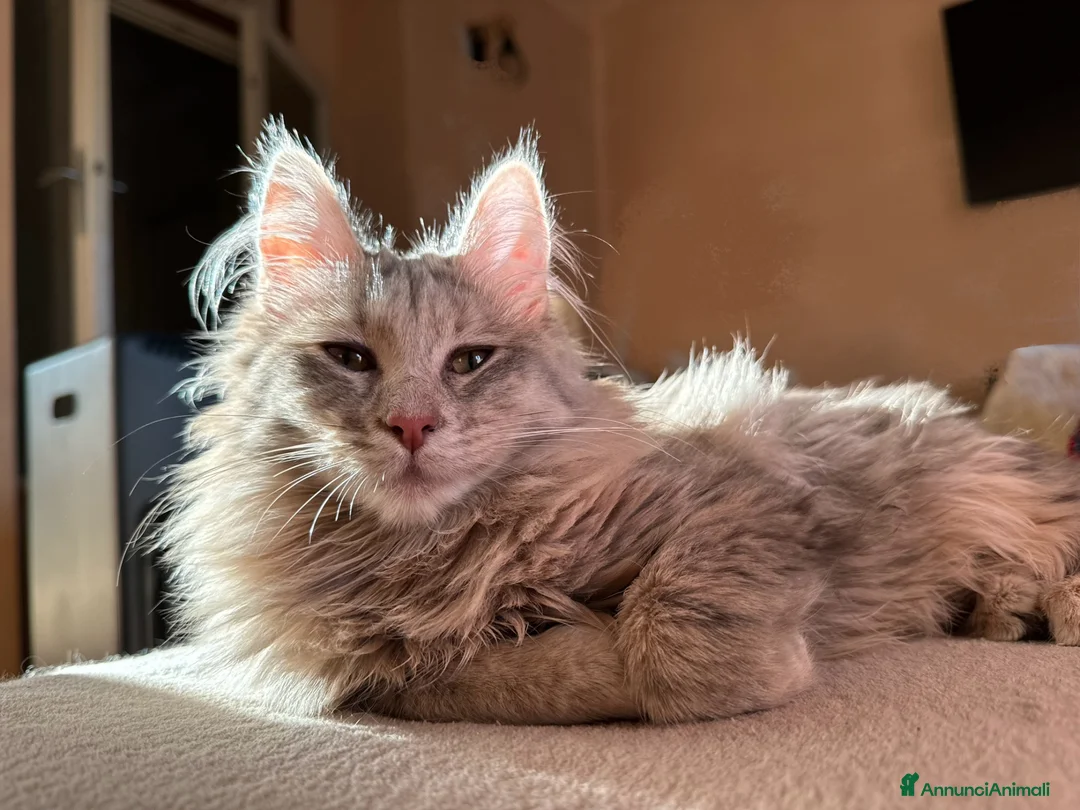 Angora turco gatti in vendita: Gattina di razza Angora Turco - Bibita - Annuncio 2