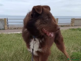 Meticcio cani Ciro 2anni manto nocciola occhi ambra buono.SICILI a Città metropolitana di Milano - Annuncio 15