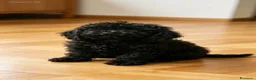 Barboncino Toy cani in vendita: Cuccioli di barbone toy - Annuncio 4