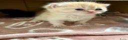 Persiano gatti in vendita: 4 cuccioli persiani  - Annuncio 5