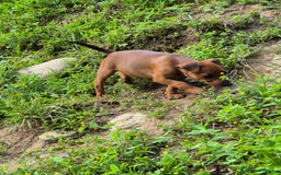 Pinscher Miniatura cani in vendita: simpaticissimo cucciolo di pinscher nano - Immagine 3