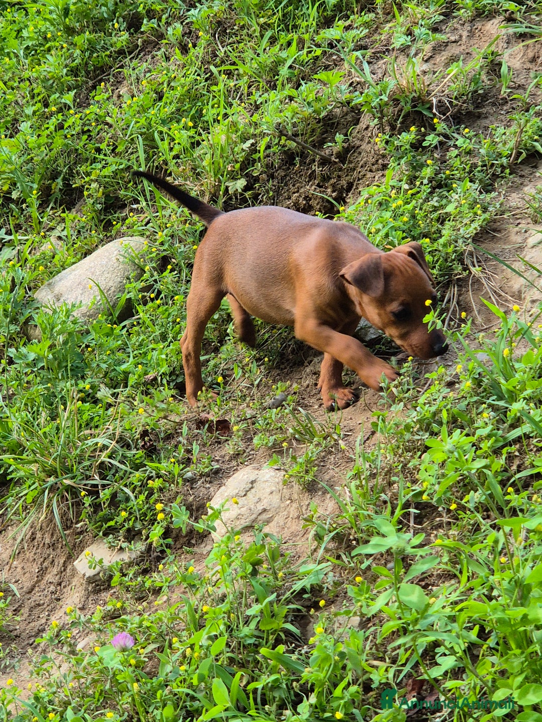 Pinscher Miniatura cani in vendita: simpaticissimo cucciolo di pinscher nano - Immagine 3