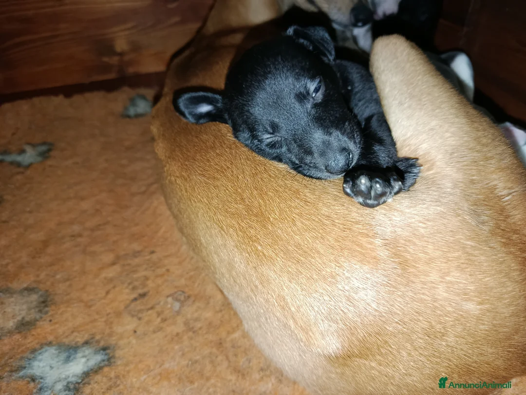 Whippet cani in vendita: Cuccioli di whippet  - Annuncio 9