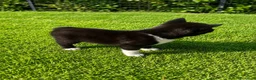 Akita Americano cani in vendita: Cuccioli di akita - Annuncio 4