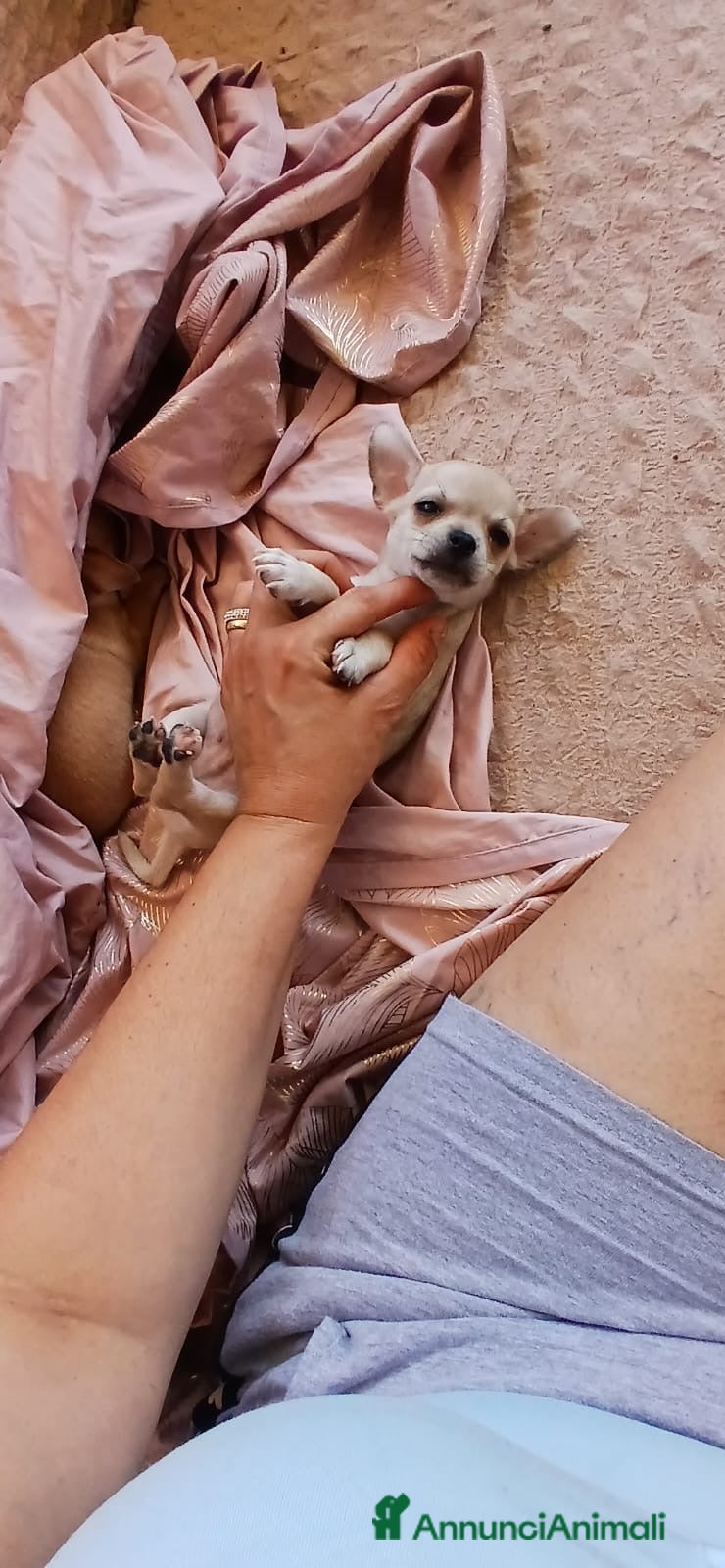 Chihuahua cani Chihuahua toy - Annuncio 36