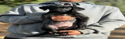 Meticcio cani in regalo: Snoopy bellissimo cucciolo nero  - Annuncio 3
