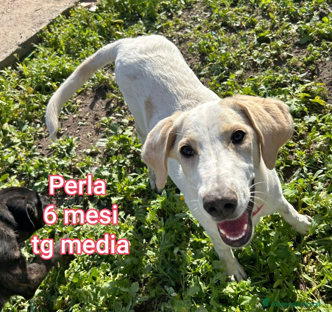 Meticcio cani in regalo: CUCCIOLI SOLI ED ESCLUSI! - Annuncio 12