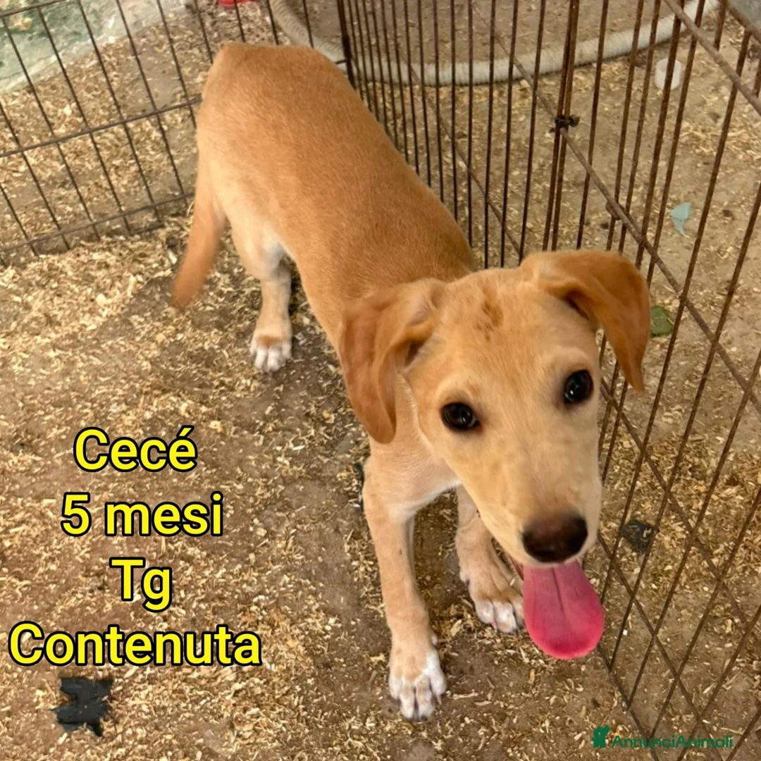 Meticcio cani in regalo: TANTI CUCCIOLI SOLI  a Provincia di Vicenza - Annuncio 2