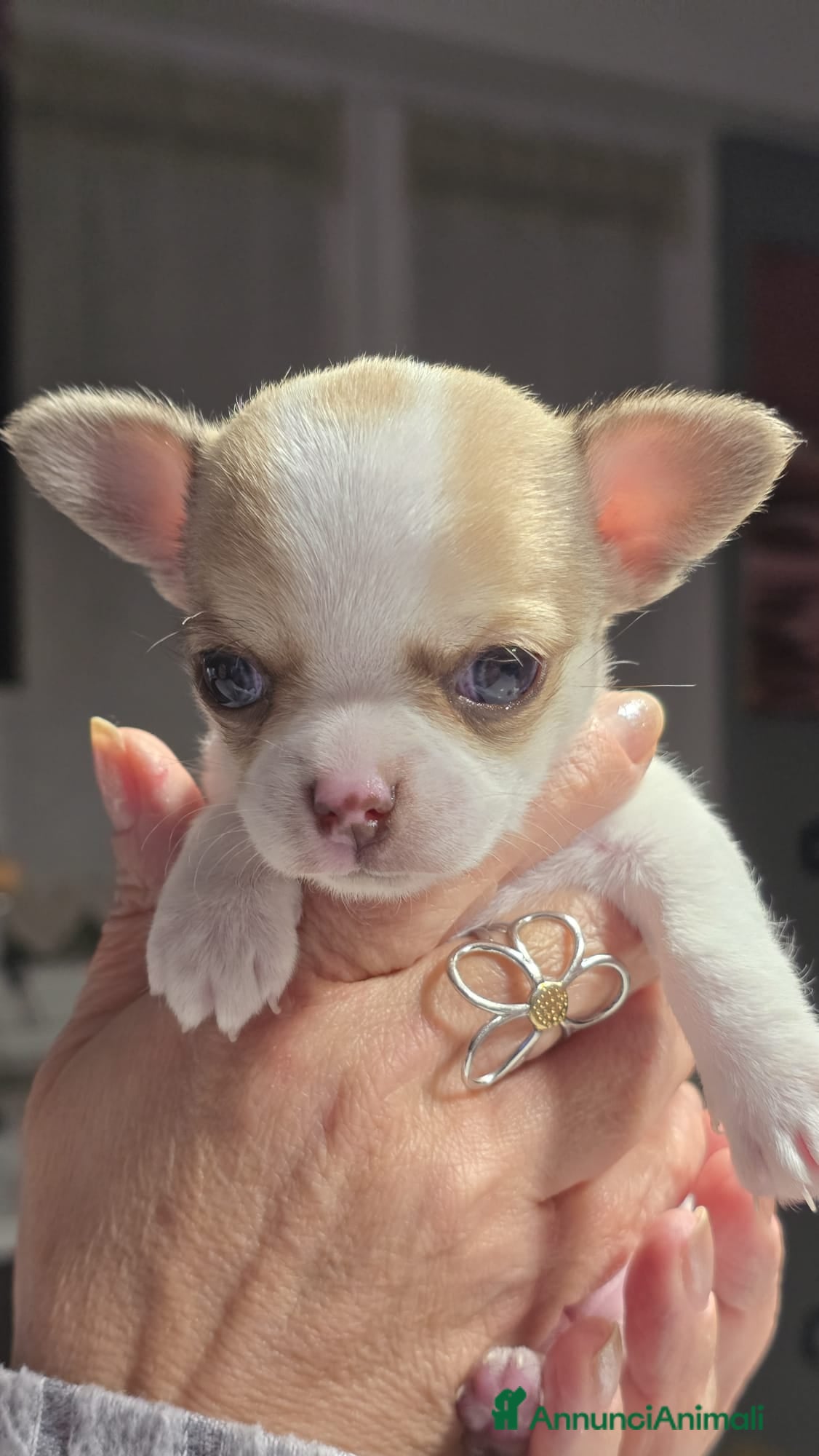 Chihuahua cani Bellissimo chihuahua  - Annuncio 22