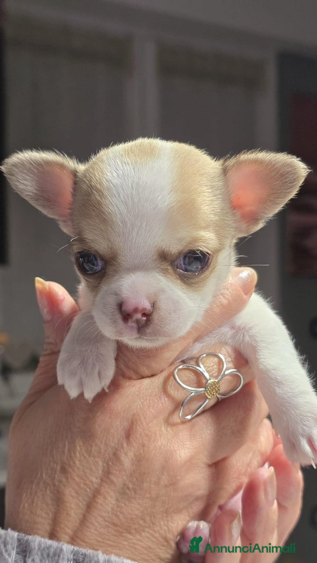 Chihuahua cani in vendita: Bellissimo chihuahua  - Annuncio 1