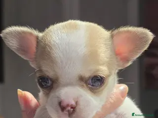 Chihuahua cani Bellissimo chihuahua - Annuncio 16