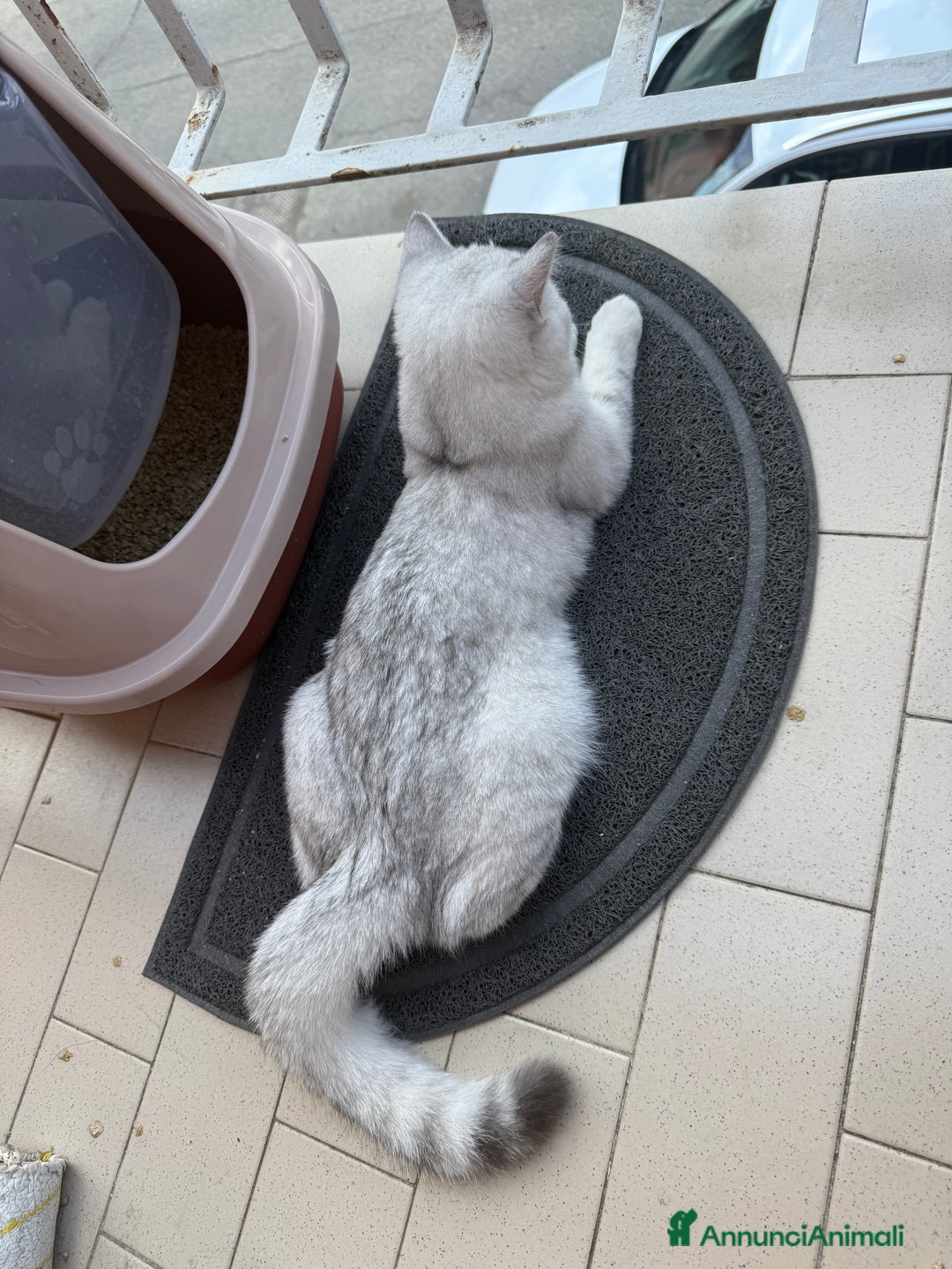 Altre razze gatti in vendita: Scottish fold straight - Immagine 2