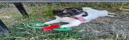 Meticcio cani in regalo: Lillo piccola taglia coccolone a Città Metropolitana di Bologna - Annuncio 10