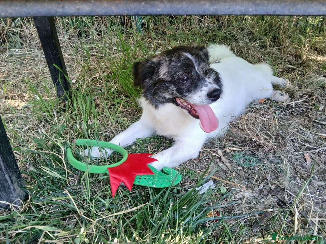 Meticcio cani in regalo: Lillo piccola taglia coccolone a Città Metropolitana di Bologna - Annuncio 10