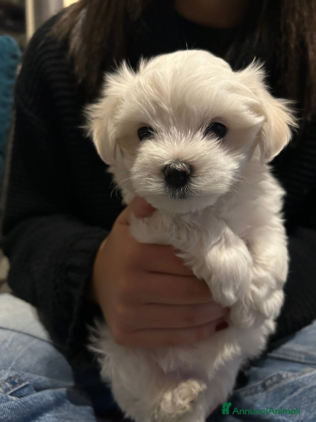 Maltese cani in vendita: Cuccioli Maltesi: Piccoli Tesori in Cerca di Casa - Annuncio 6