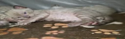 Bengala gatti in vendita: Cuccioli gatto bengala  - Annuncio 18