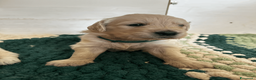 Golden Retriever cani in vendita: Cuccioli disponibili - Golden retriever - Annuncio 6