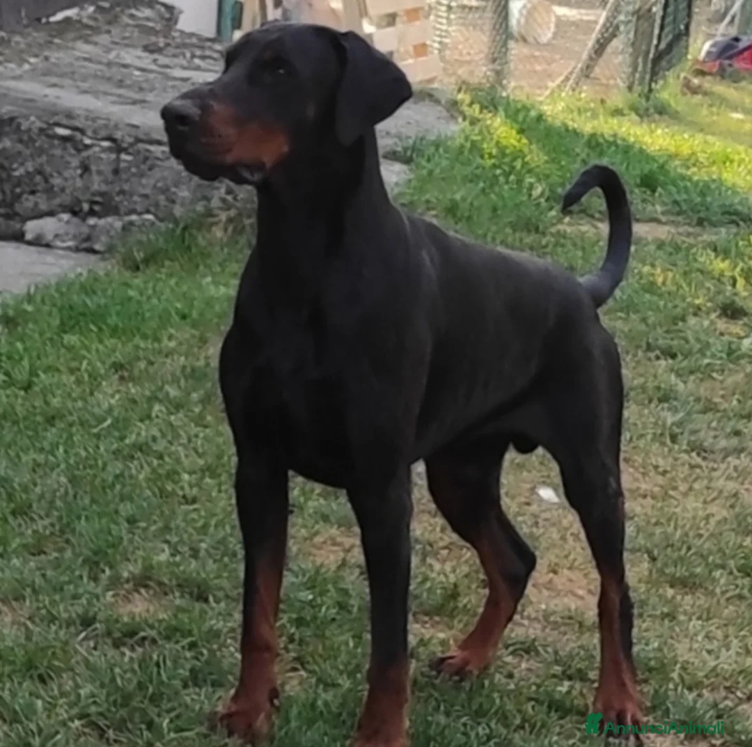 Dobermann cani in vendita: Cucciolo dobermann  - Annuncio 5
