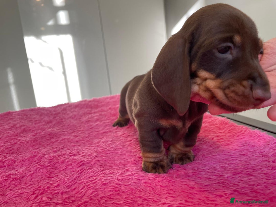 Bassotto cani in vendita: Bassotti Tedeschi Nani a Pelo Corto-Pedigree  - Annuncio 13