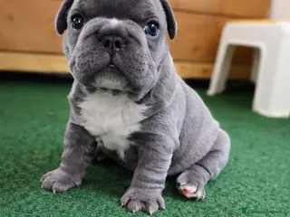 Bulldog Francese cani Bulldog francese - Annuncio 2