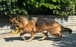 Pastore Tedesco cani in regalo: IBRA PASTORE TEDESCO - Immagine 9