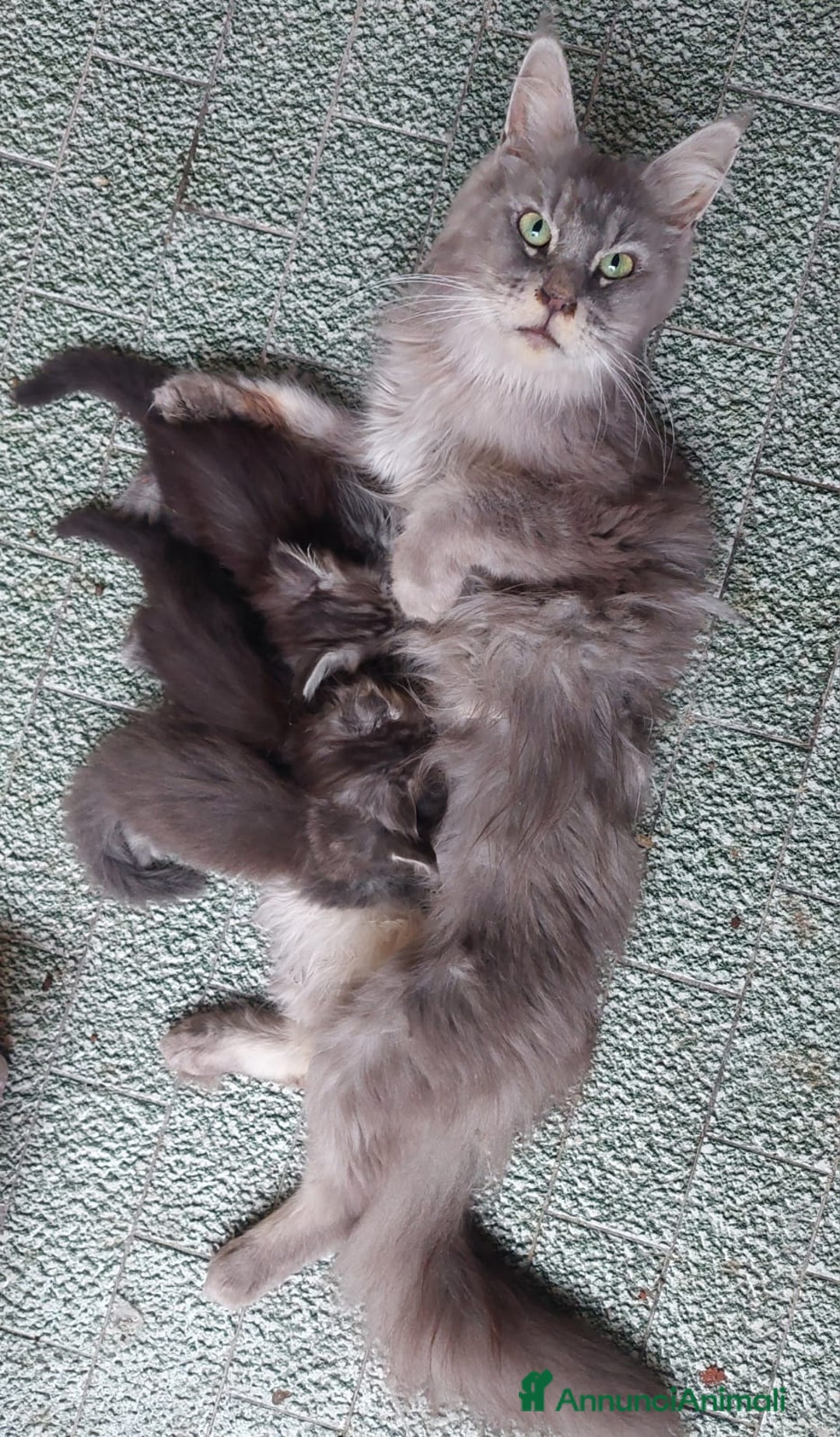 Maine Coon gatti in vendita: Cucciolo Maine coon black silver ticked tabby  - Annuncio 5
