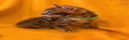 Bengala gatti in vendita: Disponibile cucciolo di Bengala - Annuncio 5