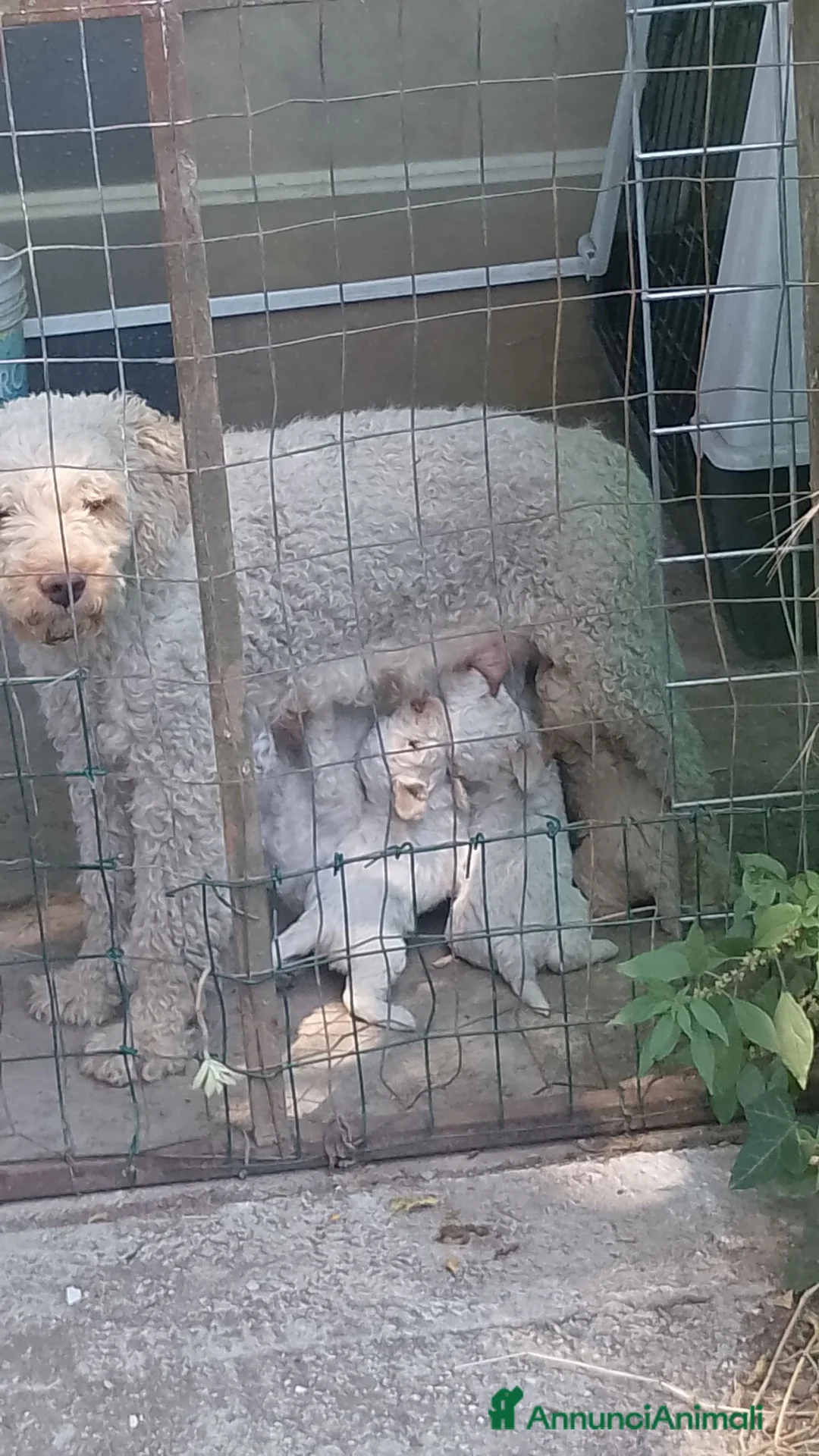 Lagotto cani in vendita: Cuccioli Lagotto romagnolo con pedigree  - Annuncio 2