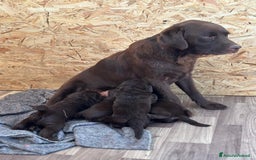 Labrador cani in vendita: Labrador choccolat cuccioli  a Provincia di Treviso - Immagine 8