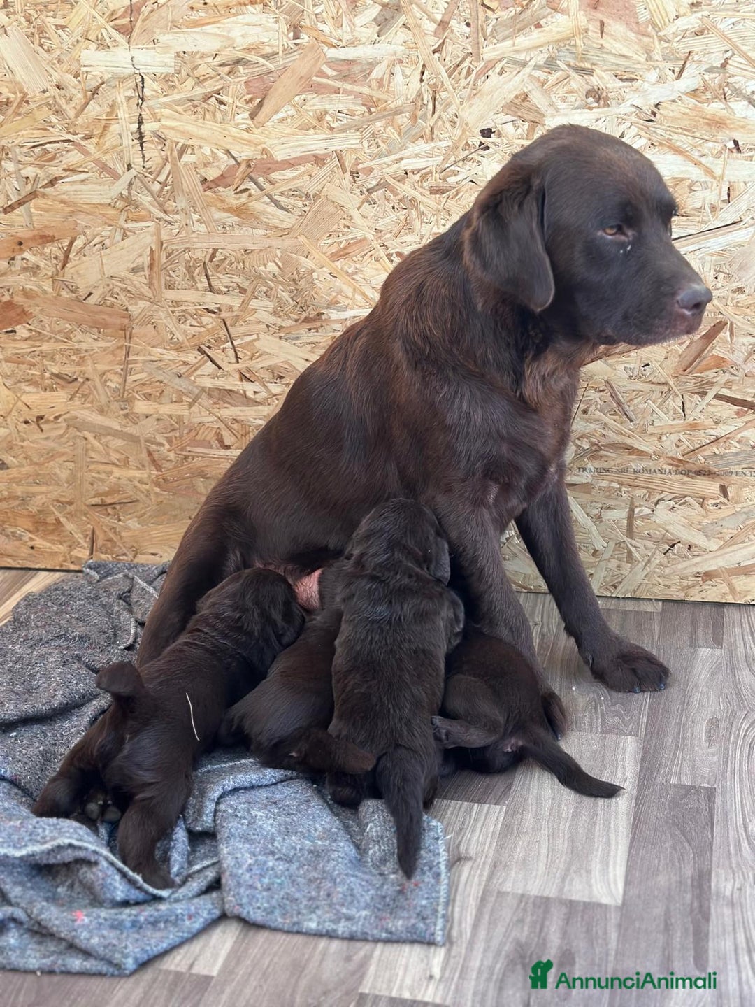 Labrador cani in vendita: Labrador choccolat cuccioli  a Provincia di Treviso - Immagine 8