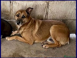 Meticcio cani ZICO timido lupetto - Annuncio 4