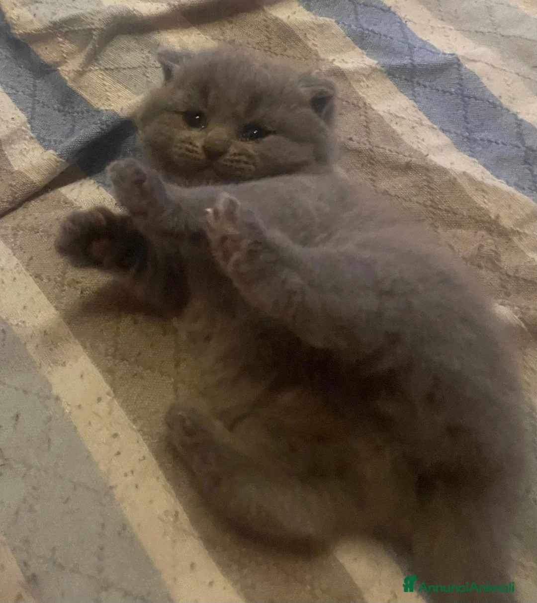 Scottish gatti in vendita: Cucciola scottish straight - Annuncio 1