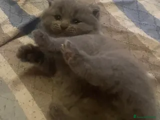 Scottish gatti Cucciola scottish straight - Annuncio 2