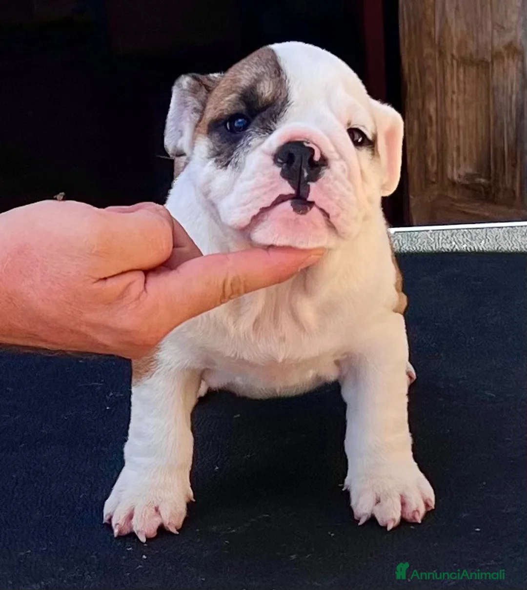 Bulldog cani in vendita: Bulldog - Annuncio 1