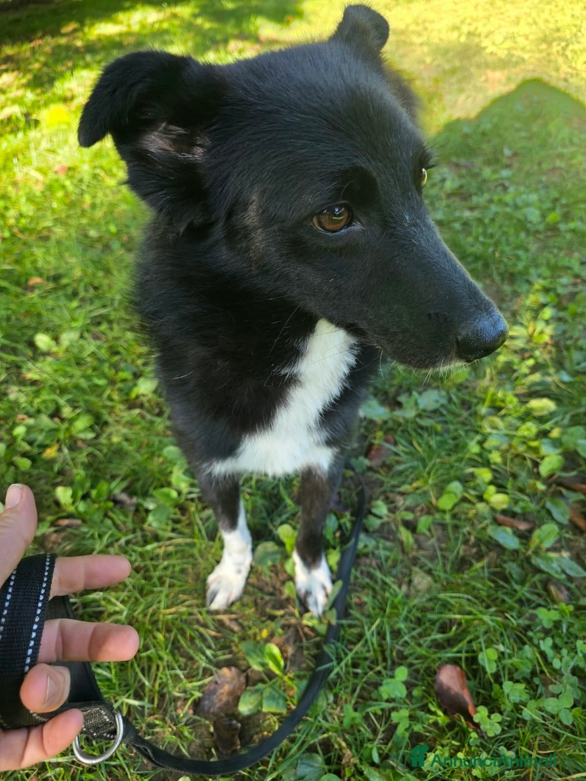 Meticcio cani 🖤 REMO CERCA CASA 🖤 - Annuncio 19