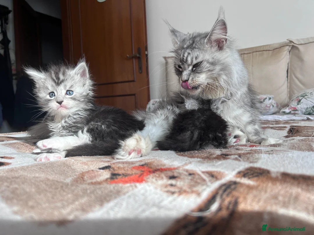 Maine Coon gatti in vendita: Maine Coon femmine - Annuncio 2