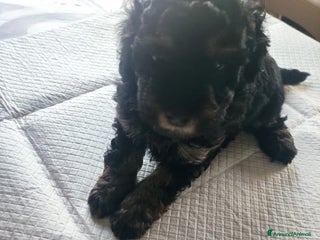 Barboncino Toy cani Barboncino Toy Phantom - Annuncio 32