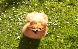 Spitz cani in regalo: Spitz tedesco NANO Pomerania  a Provincia di Monza e della Brianza - Immagine 11