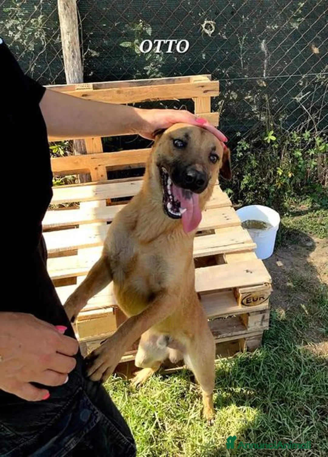 Meticcio cani in regalo: Otto, il cucciolotto a Provincia di Latina - Annuncio 5