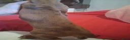 Bassotto cani in vendita: Cuccioli di bassotto - Annuncio 5