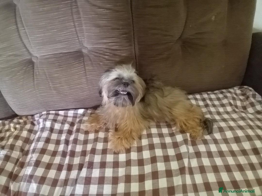 Shih Tzu cani in vendita: Shi tzu - Annuncio 6