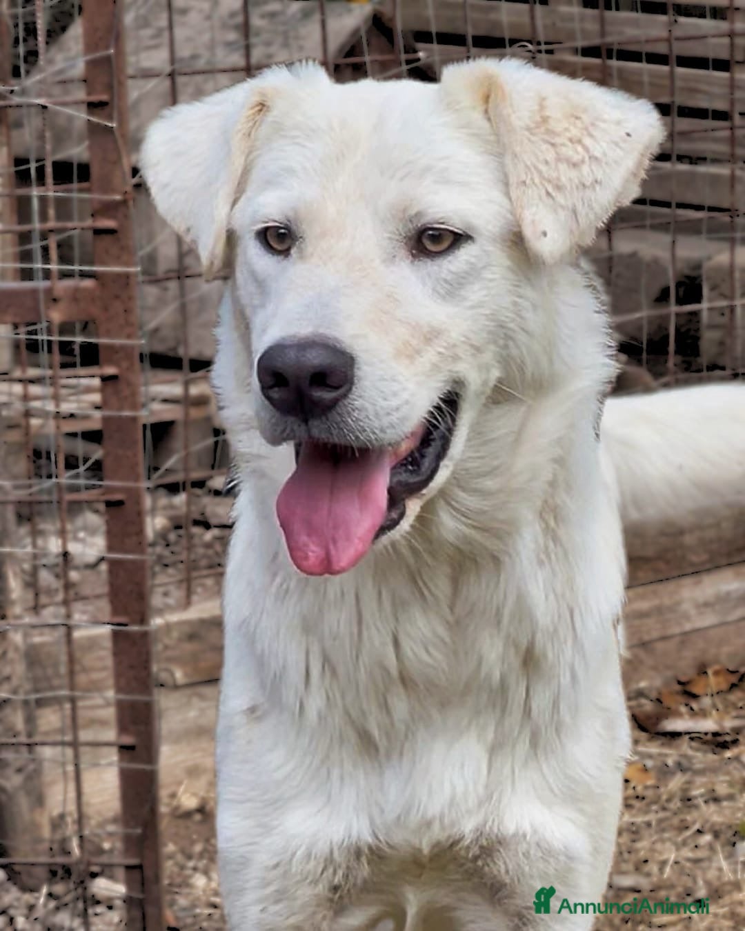 Meticcio cani in regalo: GUE’ 💙 - cucciolo timido e dolce. 🥺 - Annuncio 5