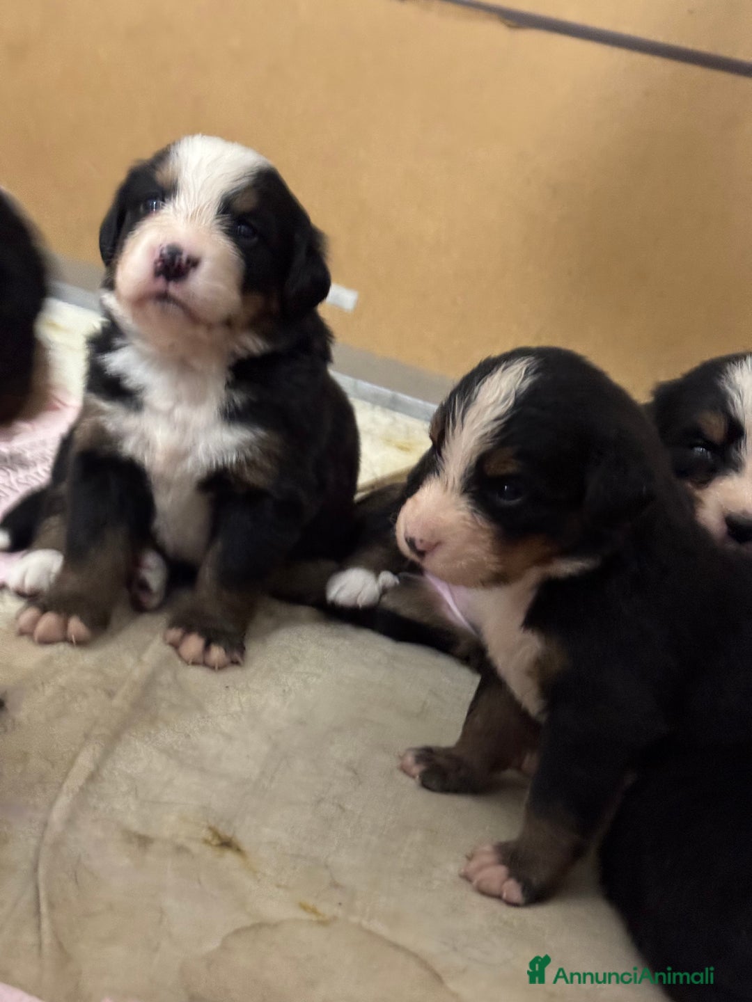 Bovaro del Bernese cani in vendita: Cuccioli Bernese da famiglia (privati) - Annuncio 12