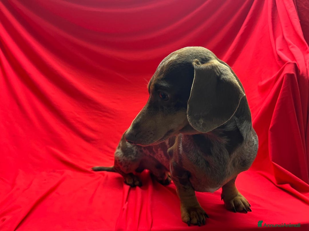 Bassotto cani in vendita: Bassotto maschio arlecchino chocolate - Annuncio 5